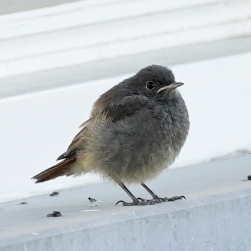 is dit een jonge merel